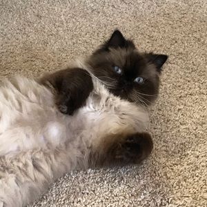 Meet your Posher, Kat